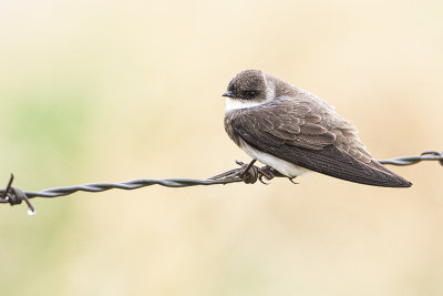 bank swallow 052120_MG_8976 