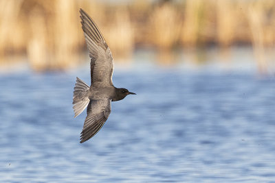 black tern 052420_MG_1180 