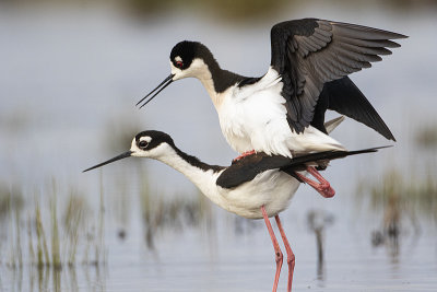 black-necked stilts 051720_MG_6313