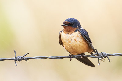 barn swallow 052120_MG_9077 