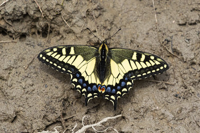 anise swallowtail 053020_MG_2181 
