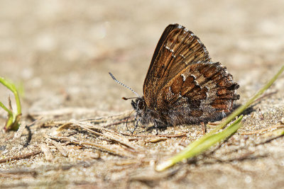 eastern pine elfin 053020_MG_2412