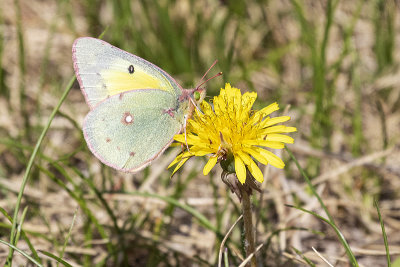 clouded sulphur 053020_MG_2336