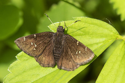 northern cloudywing 060620_MG_3289