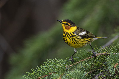 cape may warbler 052920_MG_1451