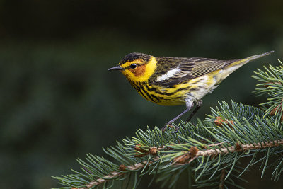 cape may warbler 052920_MG_1569 