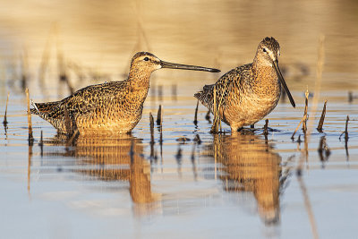 long-billed dowitcher 051620_MG_4838