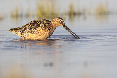 long-billed dowitcher 051620_MG_4799