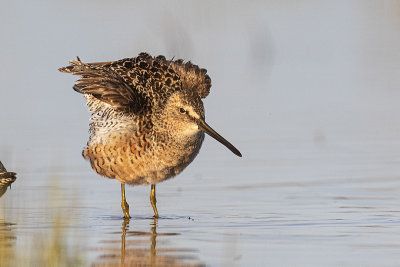 long-billed dowitcher 051620_MG_5047