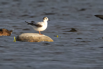 little gull 051820_MG_8017