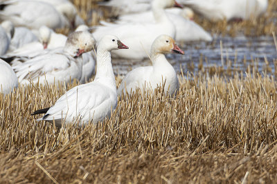 ross's goose 041820_MG_6348 