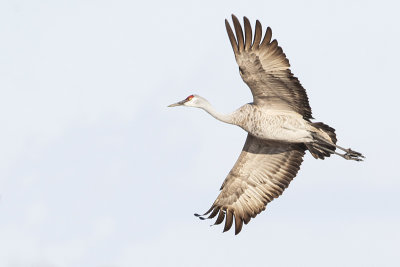 sandhill crane 041220_MG_4652