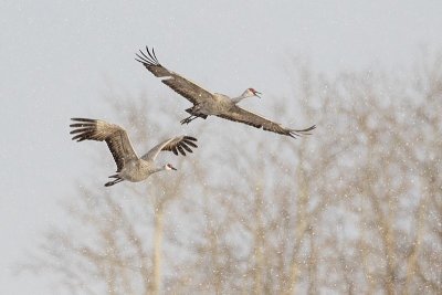 sandhill cranes 041220_MG_4799