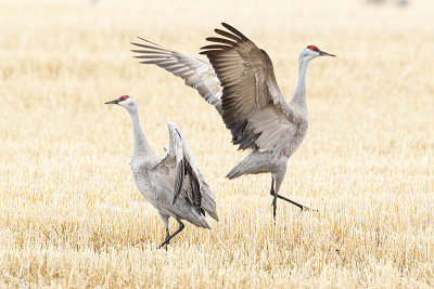 sandhill cranes 041820_MG_6082