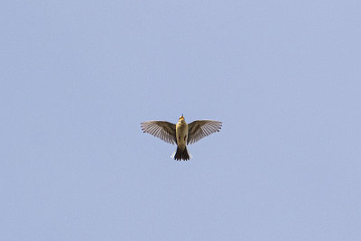 spragues pipit 051620_MG_2940