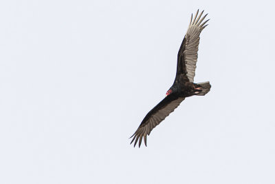 turkey vulture 042520_MG_7906
