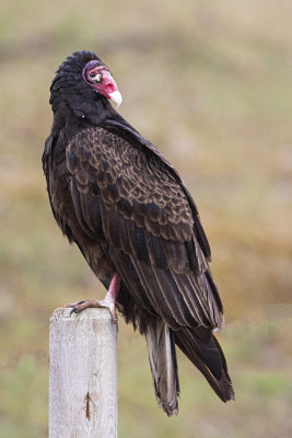 turkey vulture 051020_MG_2064