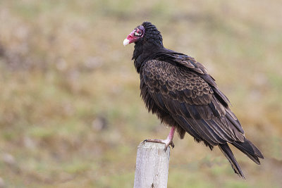 turkey vulture 051020_MG_2138