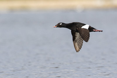 white-winged scoter 051820_MG_6689 