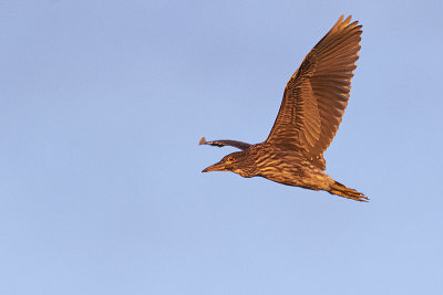 black-crowned night-heron 090320_MG_1119 