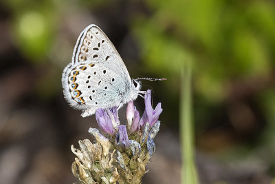 northern blue 071220_MG_7172