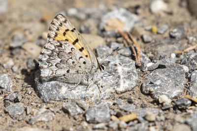 mariposa copper 072520_MG_8126 