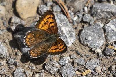 mariposa copper 072520_MG_8142 