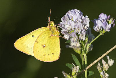 orange sulphur 080220_MG_8645 