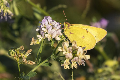 sulphur 080220_MG_8945