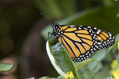 monarch 080820_MG_9125 