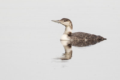 Loons & Grebes