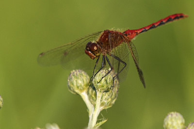 cherry-faced meadowhawk080220_MG_8797 