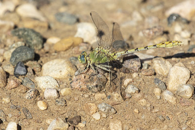 pale snaketail 081520_MG_0350 