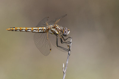 variegated meadowhawk081520_MG_9875 