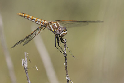 variegated meadowhawk 081520_MG_9929 