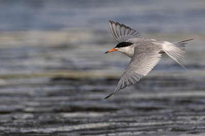 forster's tern 062720_MG_6457