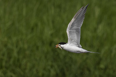 forster's tern 062720_MG_6508 