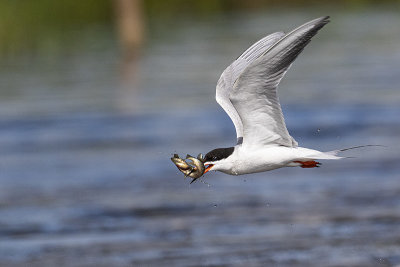 forster's tern 062720_MG_6519 