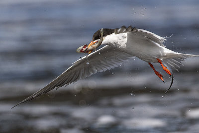 forster's tern 062720_MG_6537 