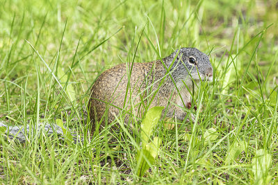 franklins ground squirrel 081520_MG_9993 