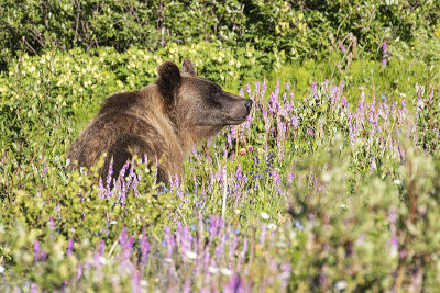 grizzly bear 072520_MG_8309 