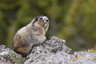 hoary marmot 071120_MG_7117 