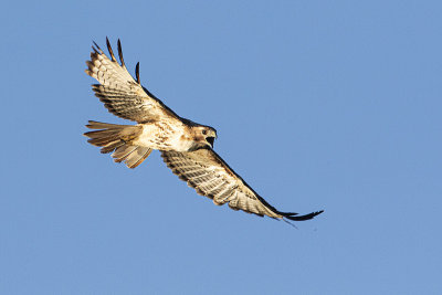 red-tailed hawk 080920_MG_9645 