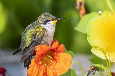 ruby-throated hummingbird080920_MG_9511 