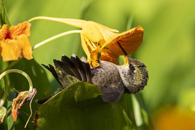 ruby-throated hummingbird 080920_MG_9540 
