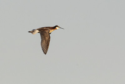 wilsons phalarope 062120_MG_4861 