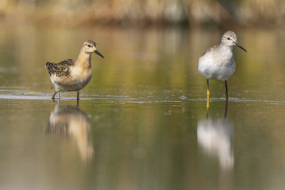 ruff & lesser yellowlegs 090520_MG_1601 