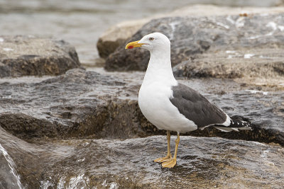 lesser black-backed gull 091920_MG_4682 