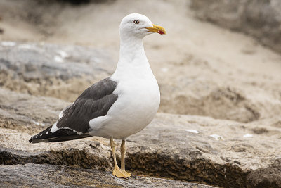 lesser black-backed gull 091920_MG_4973 