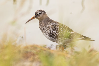 Purple Sandpipers